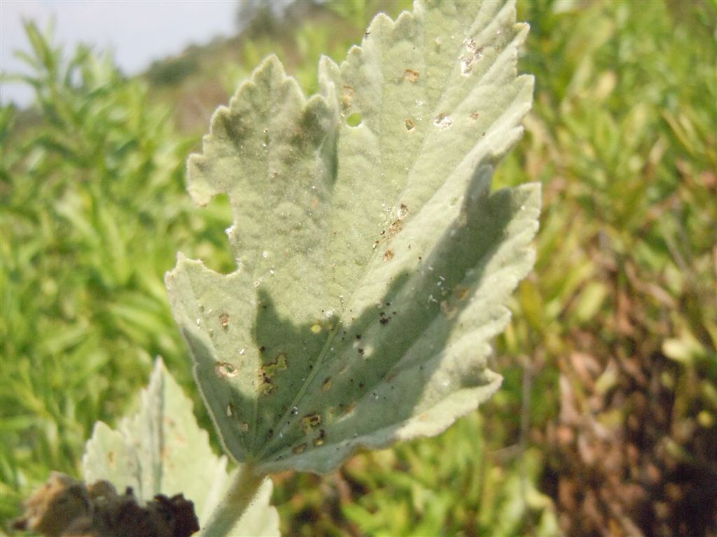 Althaea officinalis / Altea comune